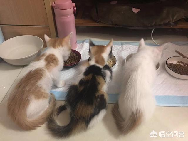 猫狗:你回家过年的时候，会把家里养的猫狗一起带回去吗？