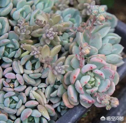 乙女心爆盆:一方水土养一方人，在你的家乡，饭店点单率最高的爆单菜是什么？