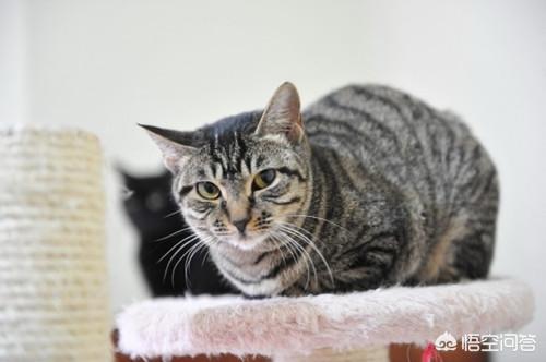 头条问答 狸花猫绝育后会圆脸和起腮吗 5个回答