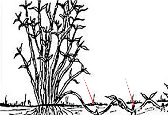 怎样种植枸杞树视频:怎样让枸杞花繁殖的果实多？