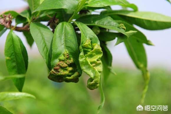 应该如何防治桃,樱桃,杏,李等植物患桃缩叶病?-惠修网