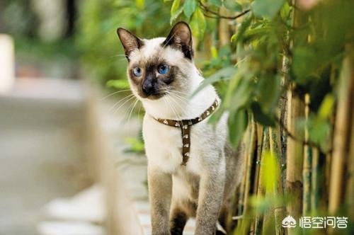 猫咪尿频不喝水:猫咪喝水不多却尿很多次怎么回事？
