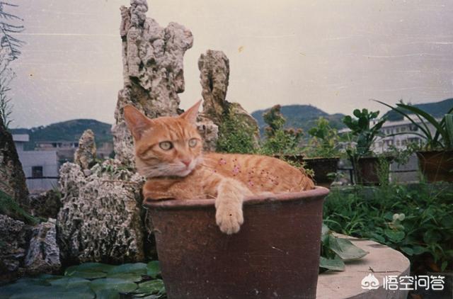 怎样帮猫减肥:猫咪会不会意识到自己很胖需要减肥呢？
