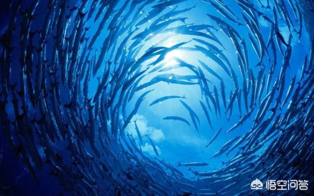 被拍到的巨型海洋生物，海洋的最深处会有地球上最强大的远古生物生存吗为什么