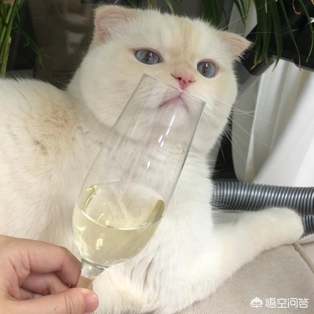 家猫的寿命知乎:猫咪寿命只有十年，如何照顾年老猫咪？