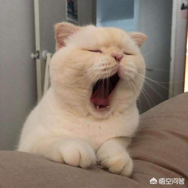 家猫的寿命知乎:猫咪寿命只有十年，如何照顾年老猫咪？