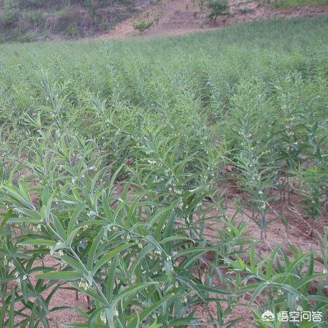 黄精:黄精有什么功效？有哪些烹饪方法？