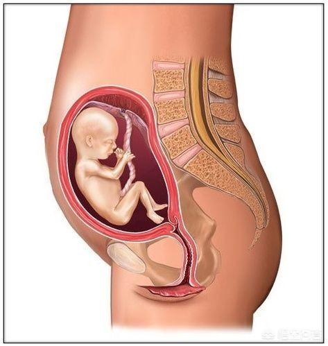 女生发育过程图:胎儿发育的40周里，是如何从芝麻大小长成小宝宝的？