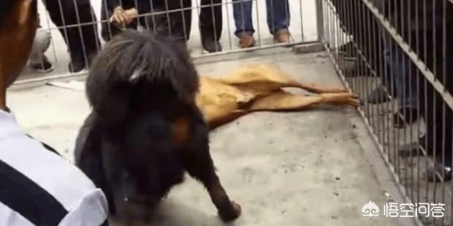 土狗斗狗打架视频:把比特犬和中华田园犬放到野外，谁能够生存下来？为什么？