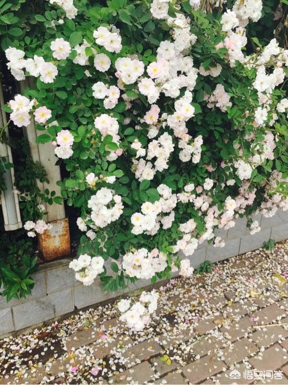 怎么做院子围墙又便宜又好看？插图38