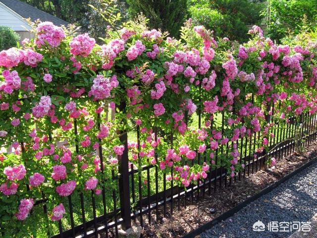 怎么做院子围墙又便宜又好看？插图41