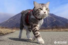 豹猫图片:我国野生的豹猫还多吗？为什么？