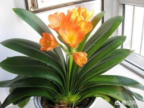 如何制作花肥(如何自制花肥的方法)