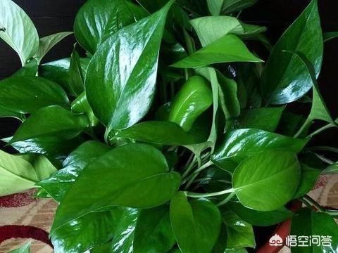 如何制作花肥(如何自制花肥的方法)