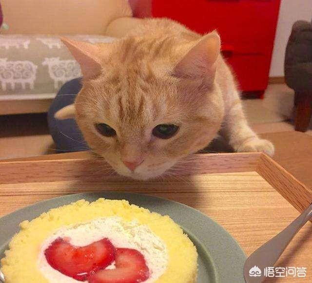 英短幼猫吃什么爱胖:猫号称馋猫，人吃的什么食物对猫咪有伤害？