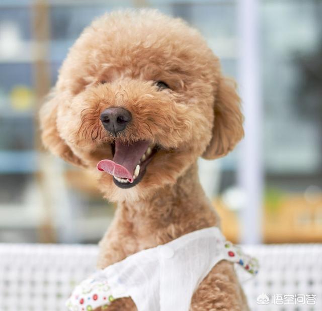 锦州宠物狗的品种及价格:1000元以下的中型犬，有哪些推荐养的？