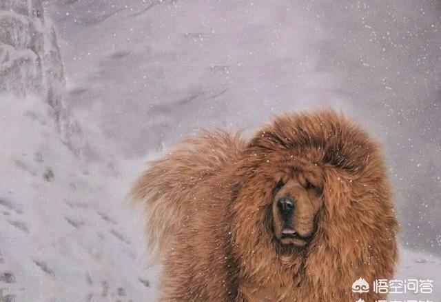 青海玉树藏獒:青海玉树藏獒养殖基地 藏獒在没有被炒作之前，是一种什么样的存在？为什么？