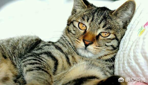 狸花猫灵异事件:狸花猫会背叛自己的主人吗？为什么？