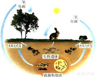 为什么地球上人越来越多,那么地球的质量为什么不增加呢？