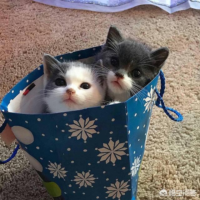 养猫还是养狗:您认为养狗好还是养猫好？