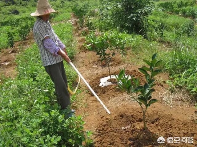 杨子父亲:不计划挂果的柑橘幼树抢先开了花如何应对小树开花现象