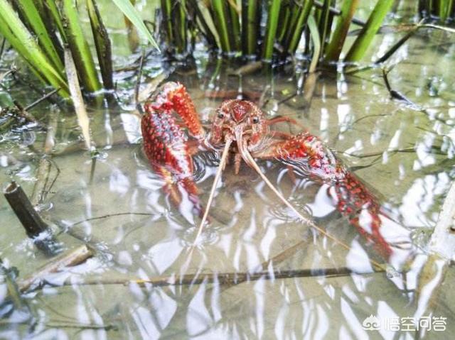 野生河虾养殖视频:今年就在农村养虾，靠谱吗？ 野生河虾和养殖河虾的区别