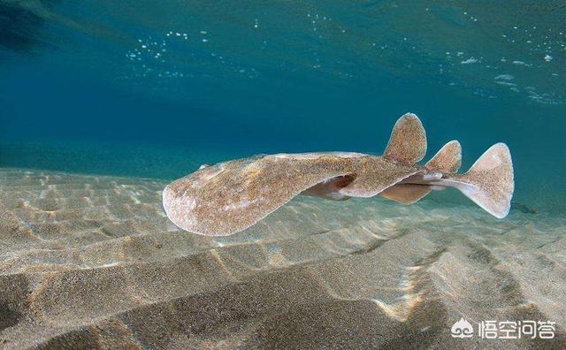 深海皱鳃鲨化石:远古海洋生物化石有收藏价值吗？