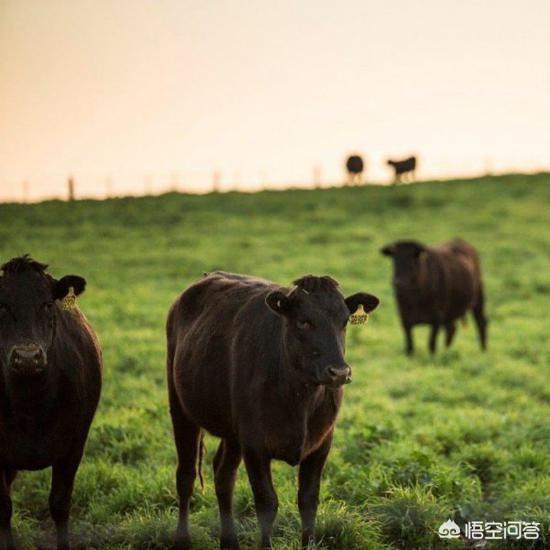 日本如何防止“和牛”受精卵流入中国的？