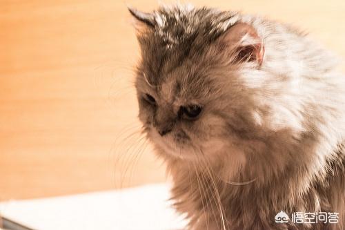 好看的金吉拉猫图片:金吉拉猫和蓝猫哪个好养？