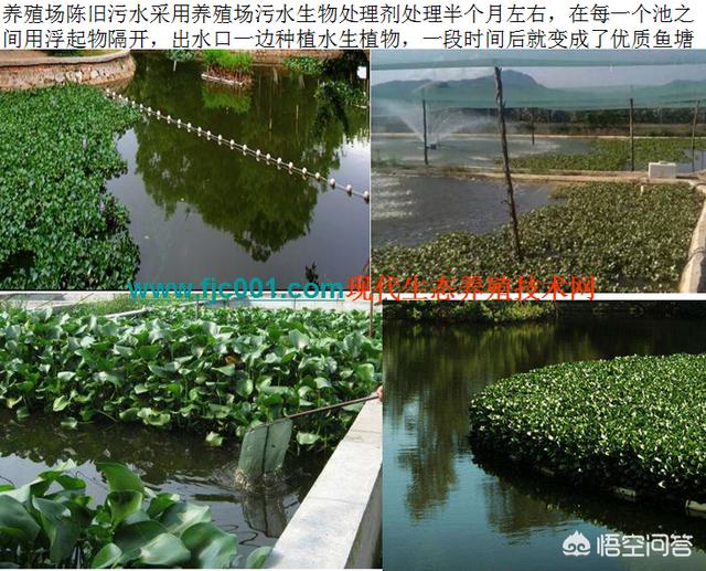 宠物兔养殖基地建设实施方案:畜禽养殖废弃物资源化利用都有哪些模式？