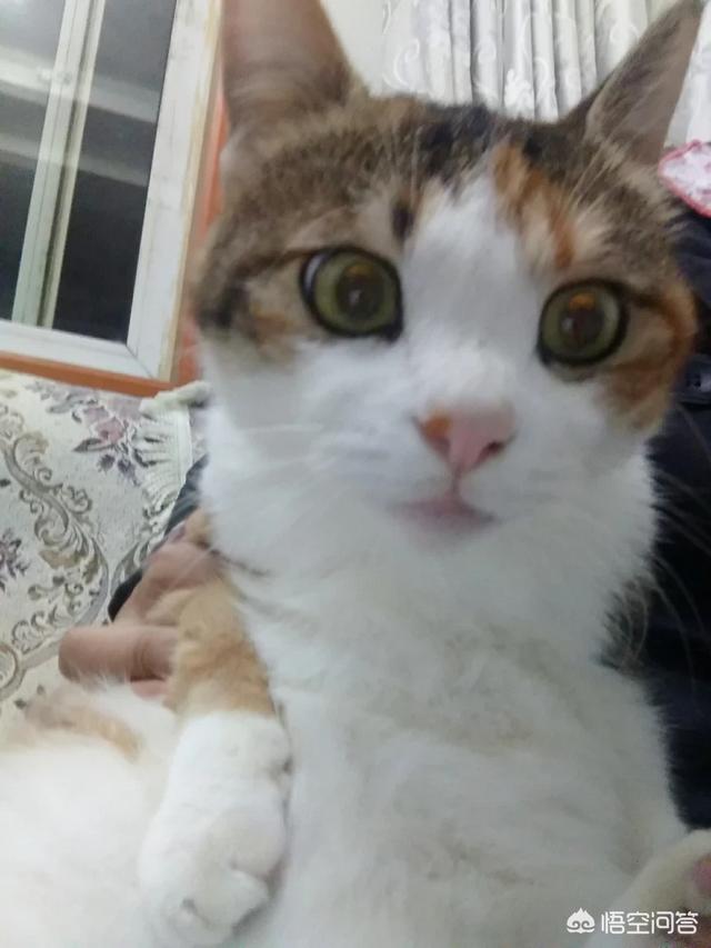 买什么猫咪最好呢？好看一点的,不想太贵？