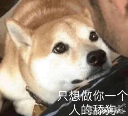 可爱狗狗小游戏:你都知道游戏里有哪些“舔狗”角色？ 狗狗小游戏
