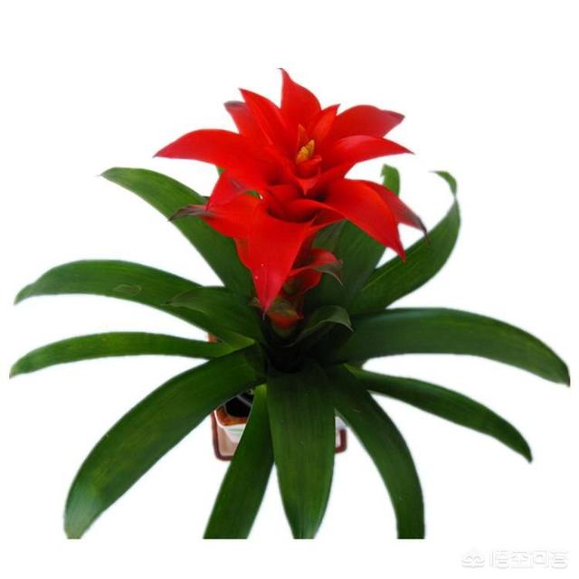 水塔花怎么饲养:鸿运当头应该怎么养？怎样浇水？