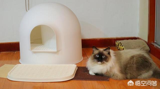 布偶猫园:现在养布偶猫的人多吗,好养吗？
