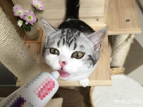 美短公猫发腮是什么意思:为什么要让猫咪发腮，怎样看猫是不是在发腮呢？