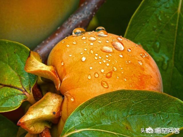 尼奥宠物 美食:有哪些食物对于我们是美食，对于宠物却是毒药？