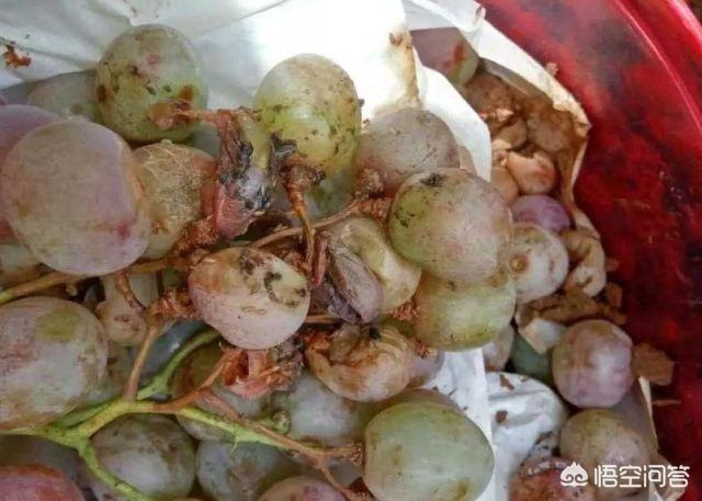 葡萄树的害虫有哪些:葡萄病虫害都有哪些？怎么防治？