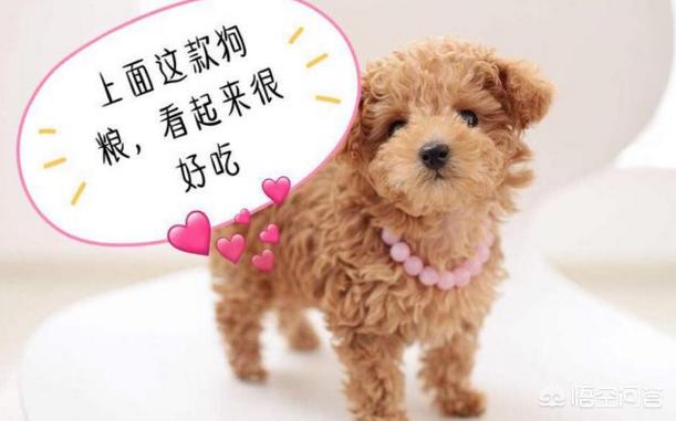 罗威纳幼犬到家:刚到家的小狗为什么放笼子养会更好？