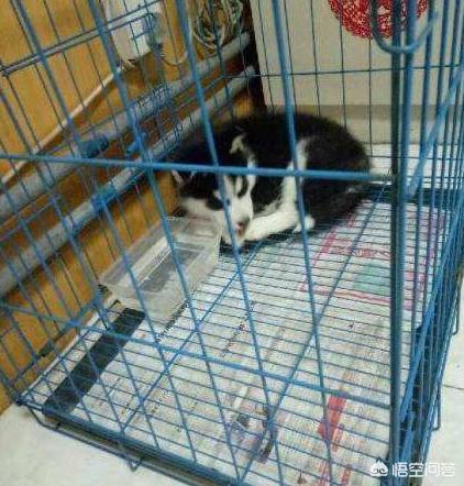罗威纳幼犬到家:刚到家的小狗为什么放笼子养会更好？