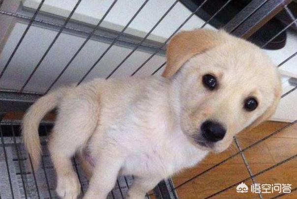 罗威纳幼犬到家:刚到家的小狗为什么放笼子养会更好？