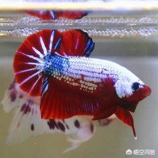 养鱼技巧:在家里养鱼需要注意些什么？