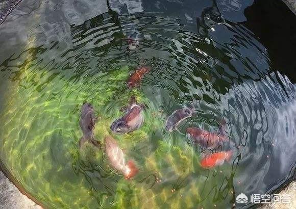 养鱼技巧:在家里养鱼需要注意些什么？