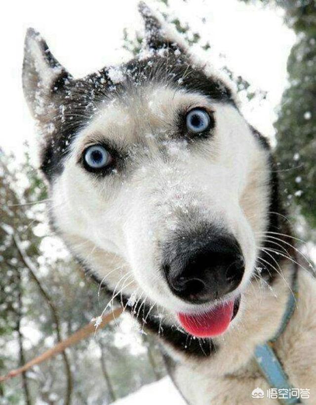 西伯利亚雪橇犬智商:关于拉布拉多，你真的了解它吗，了解哪些？ 西伯利亚森林猫智商