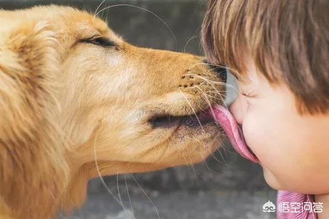 狗狗每晚都过来上我章节目录:我家的小狗总爱舔我是怎么回事？