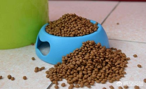 松狮犬图片:松狮的关节炎要及时解决吗，松狮的关节炎能拖吗？