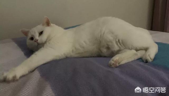 地中海孟加拉猫舍:真正喜欢猫的人，会在乎猫的品种和血统吗？为什么？