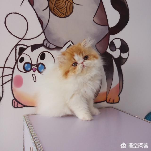 加菲猫的宠物医院软件:为什么猫咪会一直流眼泪？ 加菲猫宠物医院下载