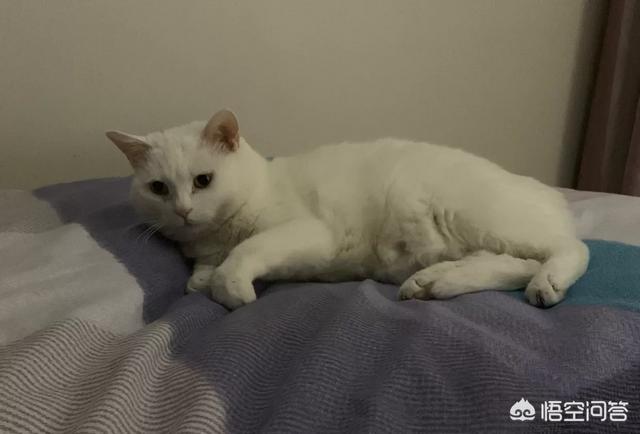 愤怒的猫咪下载:为什么主人上厕所，猫都是喜欢跟着进去？