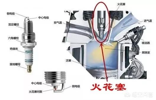 西里汉梗的养护常识:金枝玉叶怎么浇水？需要注意什么？