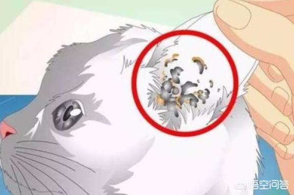 猫咪摇头:猫咪达拉耳朵甩头，猫咪耳朵干净却爱甩头怎么回事？